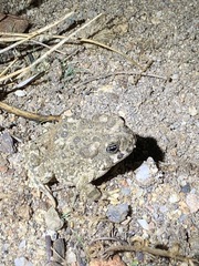 Anaxyrus californicus