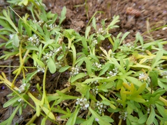 Lepidium coronopus
