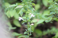 Clinopodium carolinianum