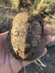 Actinemys marmorata pallida