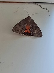 Catocala nupta