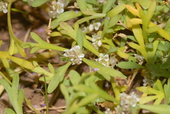 Lepidium coronopus