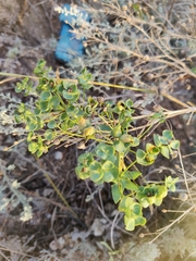 Euphorbia seguieriana