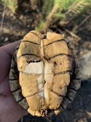 Actinemys marmorata pallida