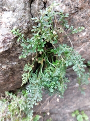 Asplenium ruta-muraria