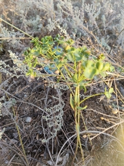 Euphorbia seguieriana