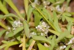 Lepidium coronopus