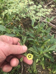 Physalis longifolia