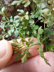 Asplenium ruta-muraria