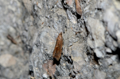 Endothenia quadrimaculana