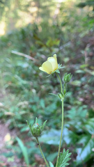 Potentilla recta