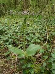 Neottia ovata