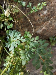 Asplenium ruta-muraria