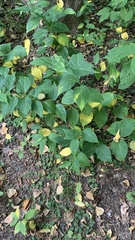 Vincetoxicum hirundinaria