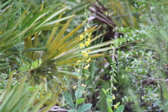 Crotalaria spectabilis