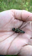 Aeshna mixta