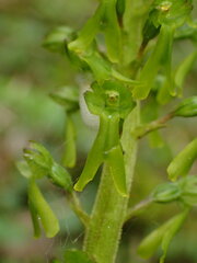 Neottia ovata