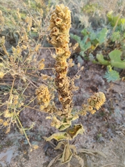 Verbascum ovalifolium