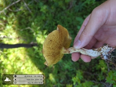 Suillus umbonatus