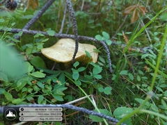 Suillus umbonatus