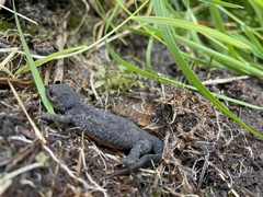 Ichthyosaura alpestris