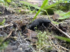 Ichthyosaura alpestris