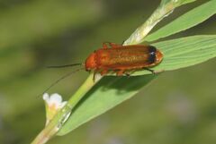 Rhagonycha fulva