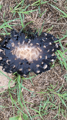 Coprinopsis picacea