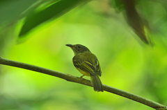 Oncostoma cinereigulare