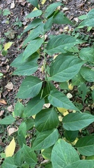 Vincetoxicum hirundinaria