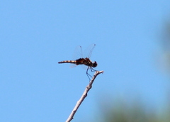 Macrodiplax balteata