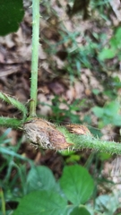 Lasioptera rubi
