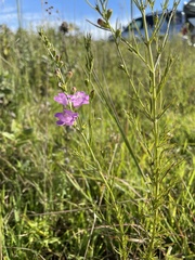 Agalinis fasciculata