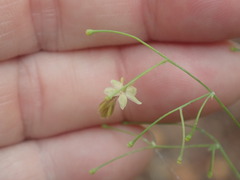 Thalictrum fendleri