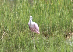 Platalea ajaja