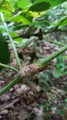 Lasioptera rubi