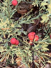Osyris alba