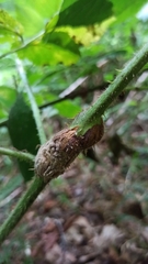 Lasioptera rubi
