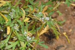 Lepidium coronopus
