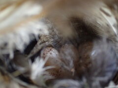 Phylloscopus collybita