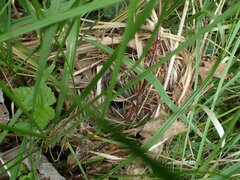 Phylloscopus collybita