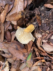 Lactifluus hygrophoroides