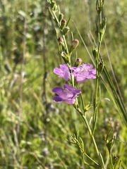 Agalinis fasciculata