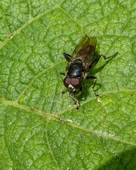 Chalcosyrphus nemorum