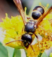 Ancistrocerus adiabatus