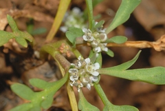 Lepidium coronopus