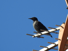 Sturnus unicolor