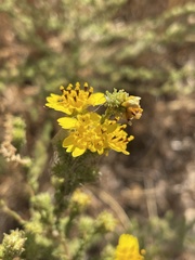 Holocarpha virgata virgata