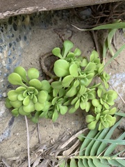 Sedum formosanum