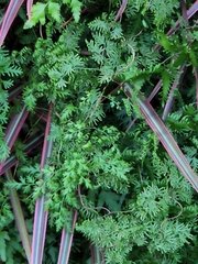 Lygodium microphyllum